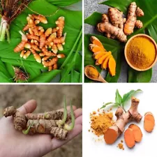 50+ Plant Turmeric Roots Ready Sprouted Live Longa Curcuma rhizomes turmeric