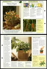 Tabasco Pepper #123 Unusual Success With House Plants 1990 Fold-Out Card