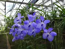 vanda species for sale