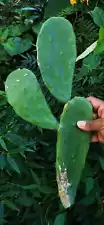 Spineless Prickly Pear Pads