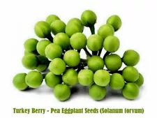 Ceylon Turkey Berry Seeds Thornless Solanum Torvum Egg Plant 50 Live Seeds