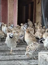 22+Extra Texas Blue Scale,Mexican Speckled, Snowflake Quail Eggs