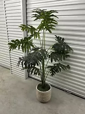 5 Foot Indoor Plant