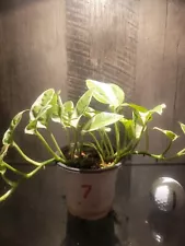 LIVE Pearls and Jade Pothos, Variegated house plant, trailing plant in 3" pot