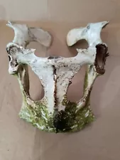 Cow Steer Bull Pelvic Bone Halloween Man-cave Rustic Decor Art Western Craft