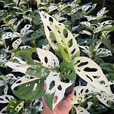 Monstera Albo Nodes Rooted Rare Variegated 10 Cutting Plant White Variegated