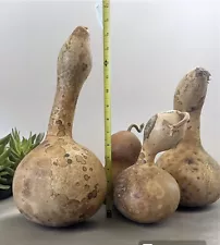 4 Pcs Gourd w/ Seeds for Birdhouse or Crafts or Decor w/ Stem. Natural Dried