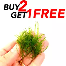 B2G1 SNAIL FREE | Taiwan Moss Live Freshwater Plants Taxiphyllum alternans