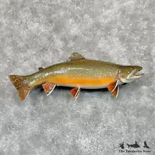 #29371 P | 23.5" Brook Trout Taxidermy Fish Mount For Sale