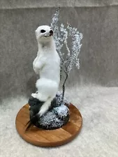 Beautiful White Weasel Ermine w/habitat ~Taxidermy Table/Shelf Mount