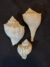 3 Lightning Whelks Sea Shell Lot 3 to 4.5 inches