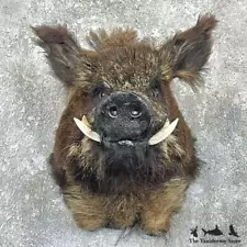 #27158 E | Russian Boar Taxidermy Shoulder Mount For Sale