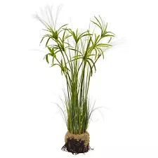 papyrus plant for sale