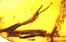 Rare Half Lizard - Two paws and tail, Fossil inclusion in Burmese Amber