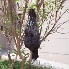 Realistic Hanging Dead Crow Decoy Lifesize Extra Large Crow Feathered Halloween*