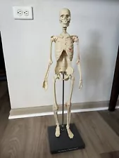 Balanced Body Pilates Anatomy in Three Dimensions Skeleton