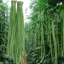 50 Yard Long Bean Seeds /Asparagus Green Bean Asian Seed/Non-GMO