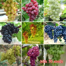 grape seeds for sale