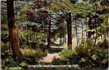Woods Scene Near High Rock, Ogunquit ME Vintage Postcard S75