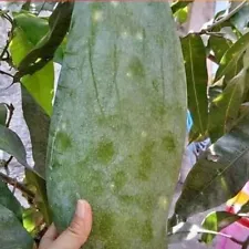 Grafted Mango Mahatir Tropical fruit tree 3-4ft