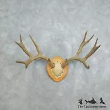 #18407 P | Mule Deer Antler Plaque Taxidermy Mount For Sale