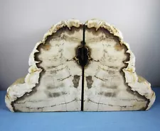 Petrified wood bookends white polished matching felt lined 6.75“ x 5.75“ 6 lb9oz