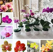 30Pcs Phalaenopsis Orchids Flower Seeds Rare 8 Kind Perennial Plant Home Bonsai