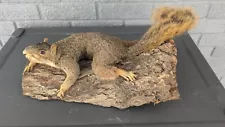 Squirrel Mount Taxidermy