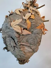 Large Natural Paper Wasp Nest School display Decor Cabin Nature Great Condition