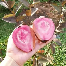 Grafted Australian Guava Tropical Fruit Tree -Fast Shipping (100%Guarantee)