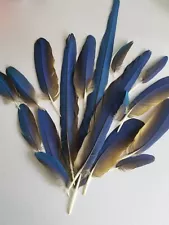 MACAW FEATHERS..BLUE AND GOLD..NATURALLY SHED