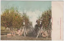 Apple Orchard Postcard Vintage Pickers on Ladders UDB