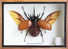 Real 5 Horned Rhino Hercules Beetle Eupatorus gracilicornis Insect In Wooden Box