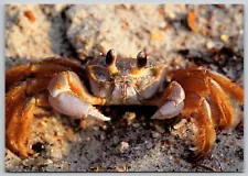 Ghost Crab on Sand (6 X 4 in) Postcard