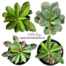 Euphorbia khandallensis FRESH SEEDS FOR SALE by Little One Plant Nursery