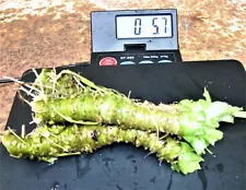 Japanese wasabi - Fresh Root - 2 oz - Not for planting