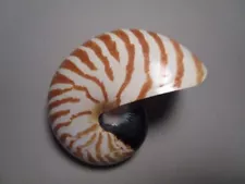 NATURAL CHAMBERED NAUTILUS "A CLASSIC COLLECTIBLE" (117.0mm)