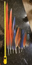 macaw feathers for sale