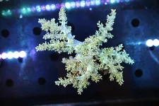 Rare Japanese Green Nepthea Tree Coral Colony, Home Grown, WYSIWYG