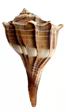 Beautiful Large Lightning Whelk Shell Sanibel Island Florida 5" Hand Picked