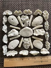 Dried Natural CORAL Fossil Atlantic Ocean Sea Reef Home Decor Aquarium Unique