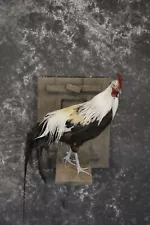 Silver phoenix rooster taxidermy mount for sale * SKU 2076