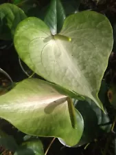 Anthurium White Rare / Long Blooming Beautiful 02 Roots Sri Lanka Free Shipping