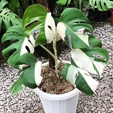 Monstera Albo Halfmoon 1 to 2 Leaf +Free Bonus Plan