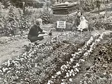 Vintage Photo Pansy Plants For Sale Garden Photography Black White 8 X 10