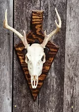 Broadhead European Deer Skull Mount Wall Plaque Reclaimed Wood Handcrafted