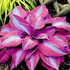 1 Pack 100 Purple Hosta Plant Seeds Hosta plantaginea Garden Flowers Perennials