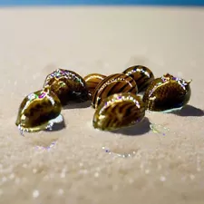 olive nerite snails for sale