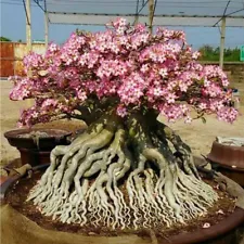 " 1000 Seeds " Adenium arabicum RCN Desert Rose Bonsai Tree Plant Decor