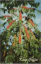 Flowers~Kona Coffee~Famous Beans~Red And Ripe For Picking~Vintage Postcard